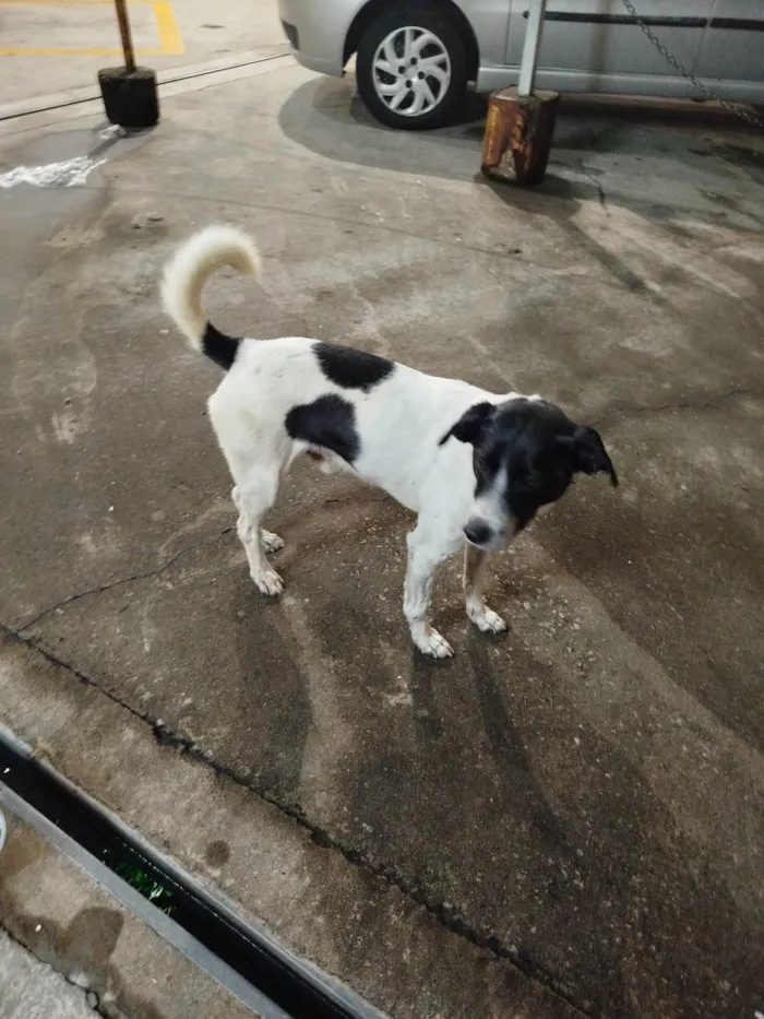 Cachorro ra a SRD-ViraLata idade 4 anos nome Floquinho 