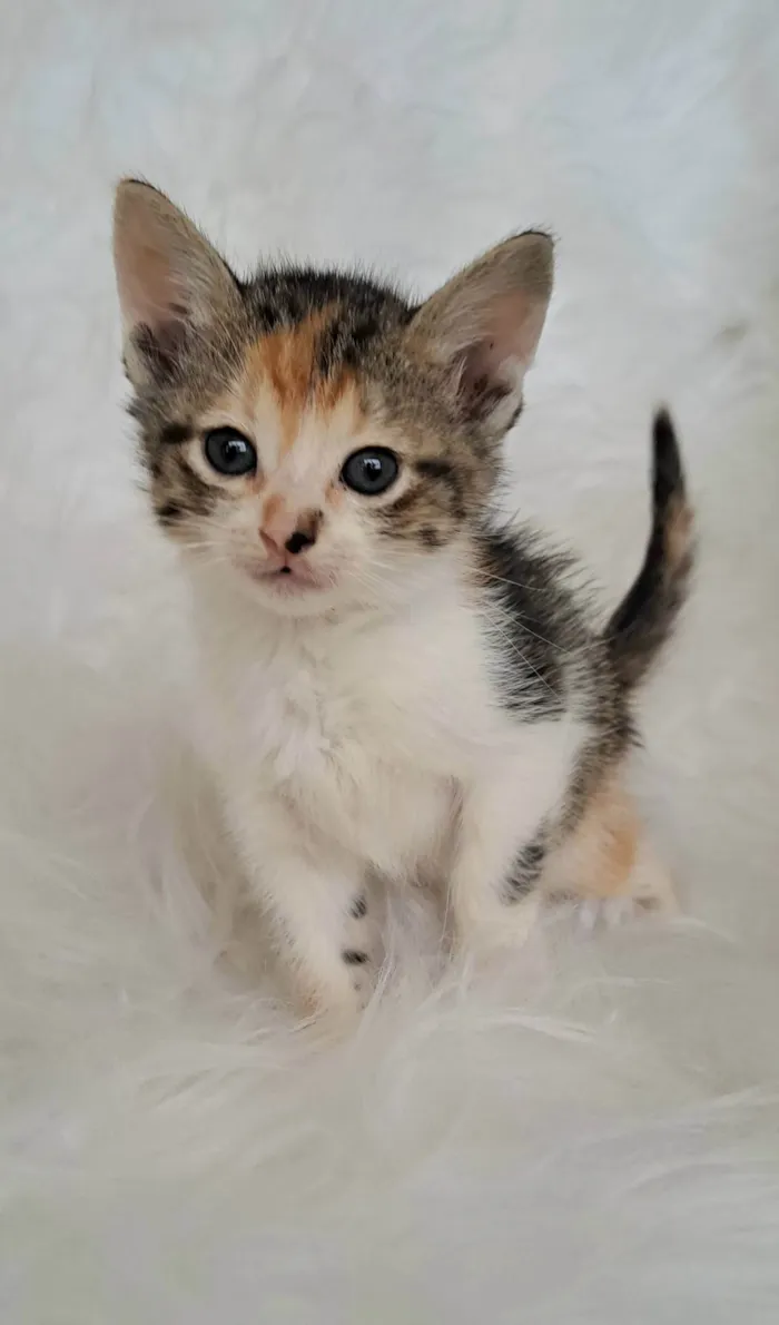 Gato ra a SRD-ViraLata idade Abaixo de 2 meses nome Elma