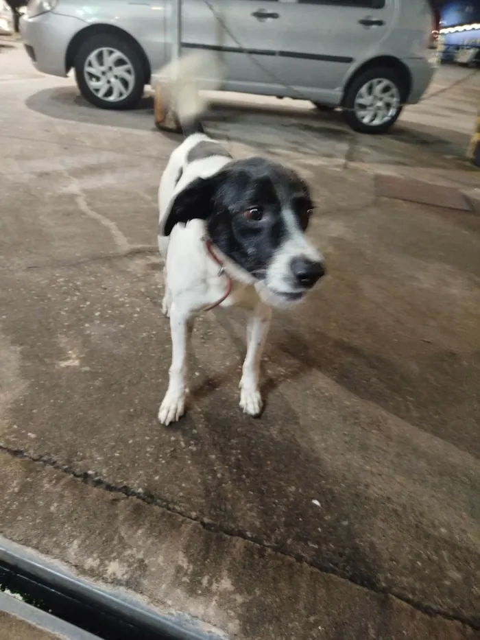 Cachorro ra a SRD-ViraLata idade 4 anos nome Floquinho 