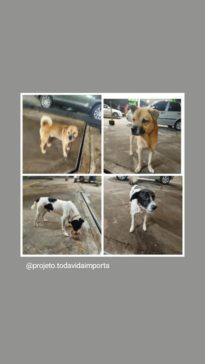 Cachorro ra a SRD-ViraLata idade 4 anos nome Floquinho 