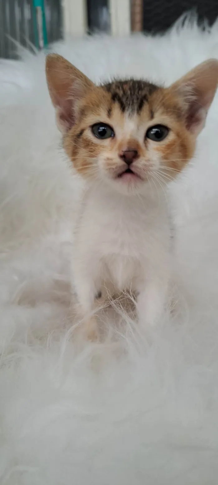 Gato ra a SRD-ViraLata idade Abaixo de 2 meses nome Elma