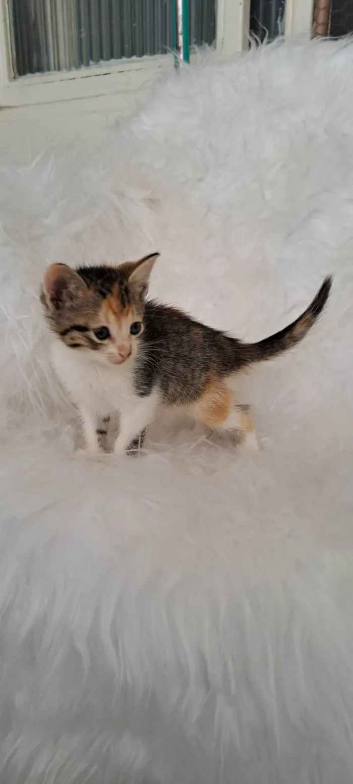 Gato ra a SRD-ViraLata idade Abaixo de 2 meses nome Elma