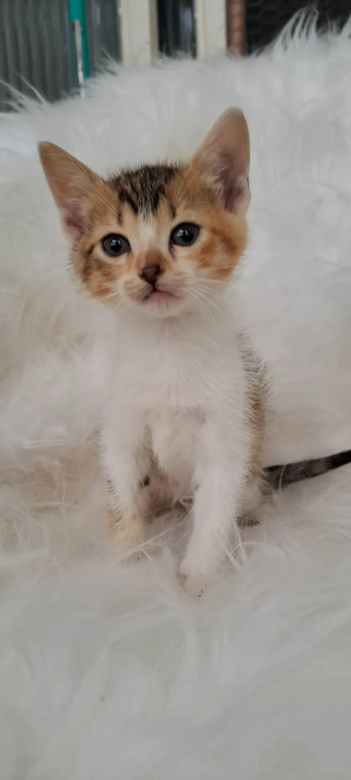 Gato ra a SRD-ViraLata idade Abaixo de 2 meses nome Elma