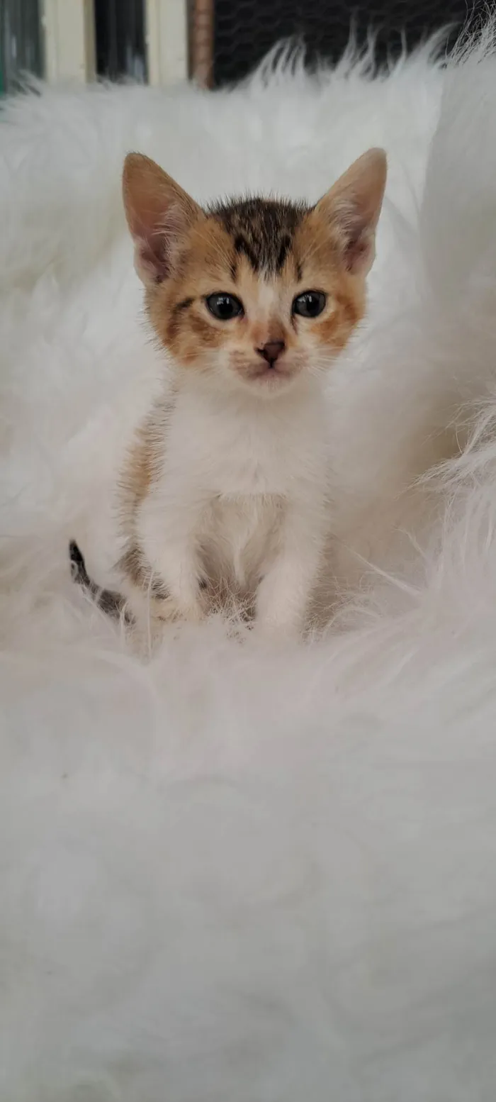 Gato ra a SRD-ViraLata idade Abaixo de 2 meses nome Elma