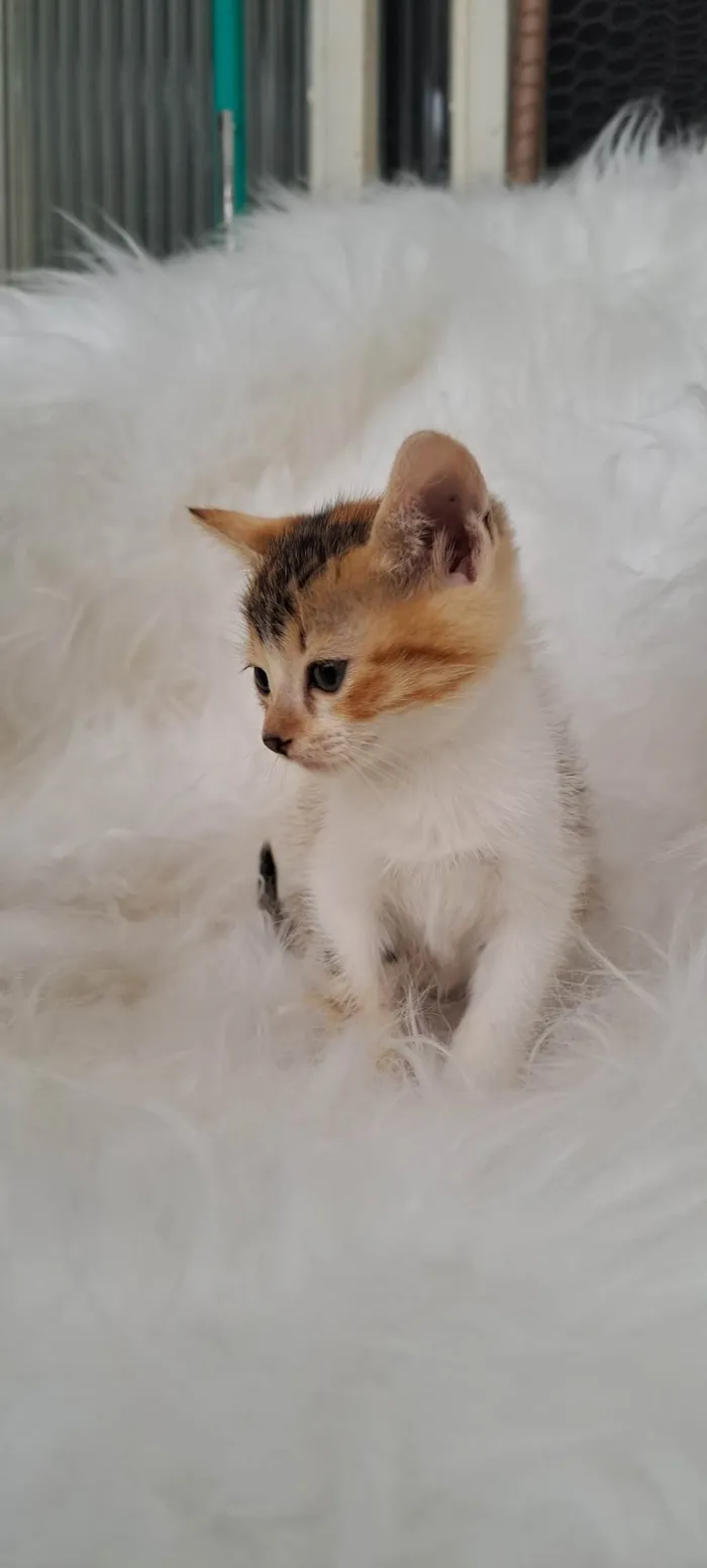 Gato ra a SRD-ViraLata idade Abaixo de 2 meses nome Elma