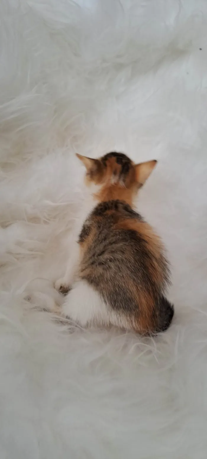 Gato ra a SRD-ViraLata idade Abaixo de 2 meses nome Elma