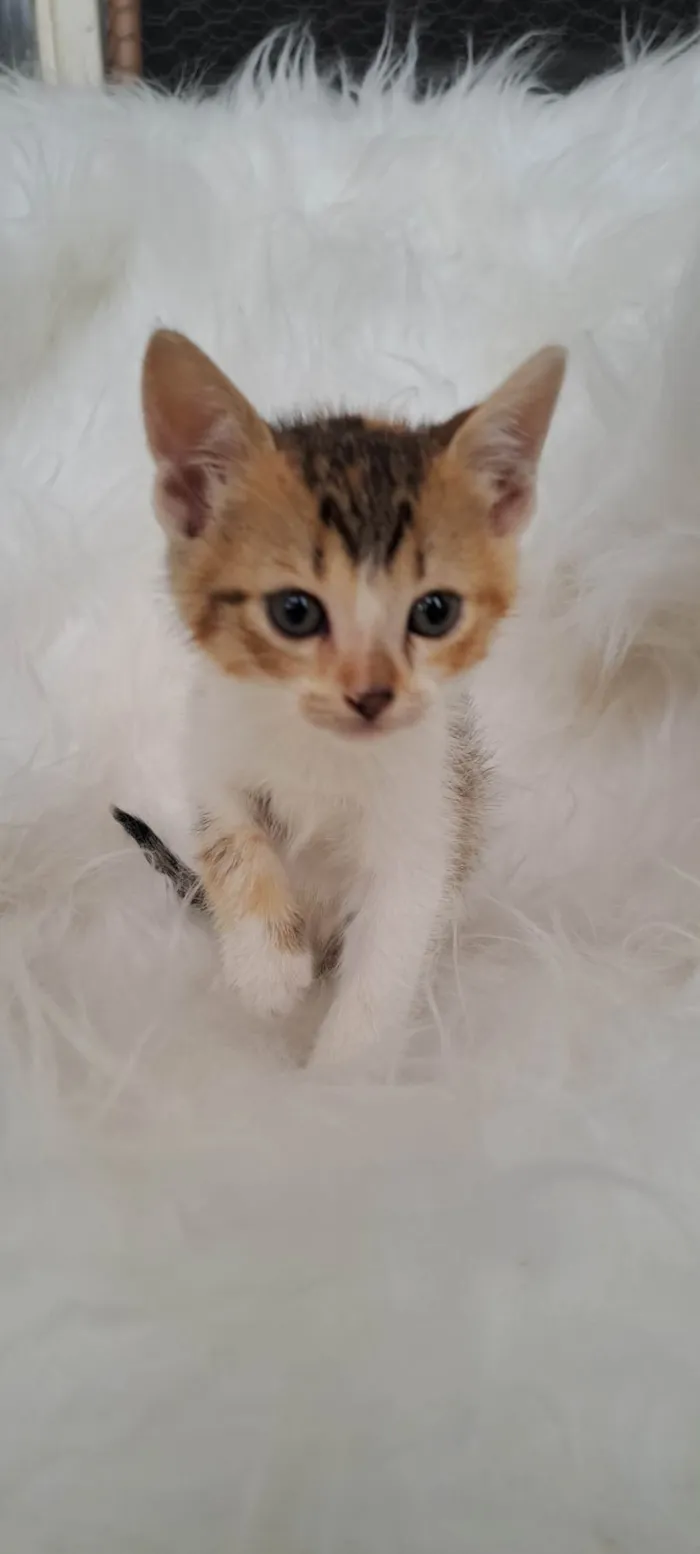 Gato ra a SRD-ViraLata idade Abaixo de 2 meses nome Elma