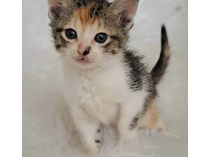 Gato ra a SRD-ViraLata idade Abaixo de 2 meses nome Elma