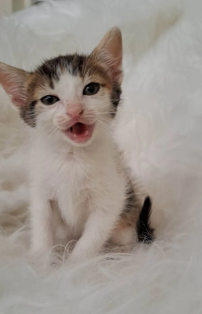 Gato ra a SRD-ViraLata idade Abaixo de 2 meses nome Eva