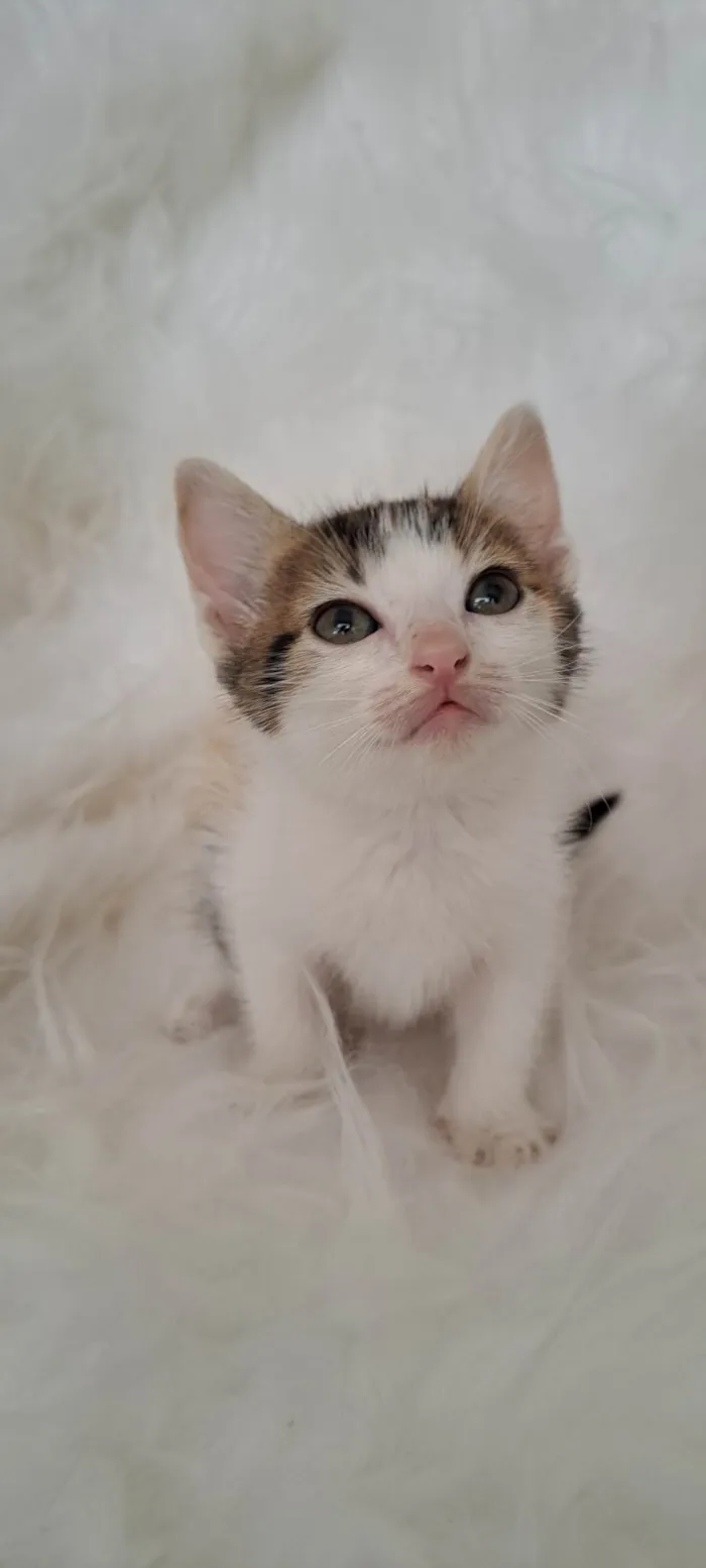 Gato ra a SRD-ViraLata idade Abaixo de 2 meses nome Eva