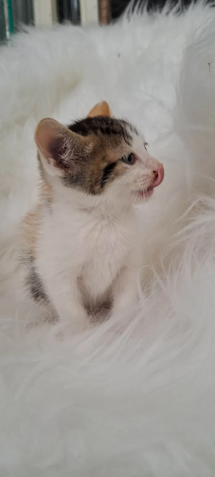 Gato ra a SRD-ViraLata idade Abaixo de 2 meses nome Eva