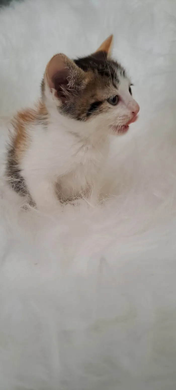 Gato ra a SRD-ViraLata idade Abaixo de 2 meses nome Eva
