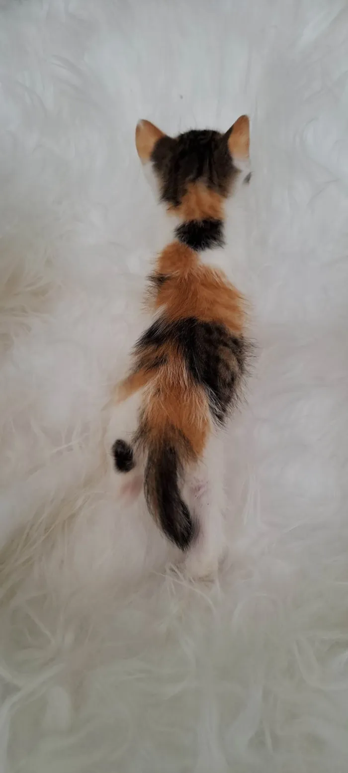 Gato ra a SRD-ViraLata idade Abaixo de 2 meses nome Eva