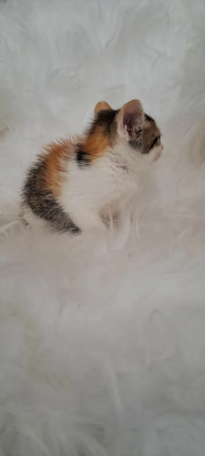 Gato ra a SRD-ViraLata idade Abaixo de 2 meses nome Eva