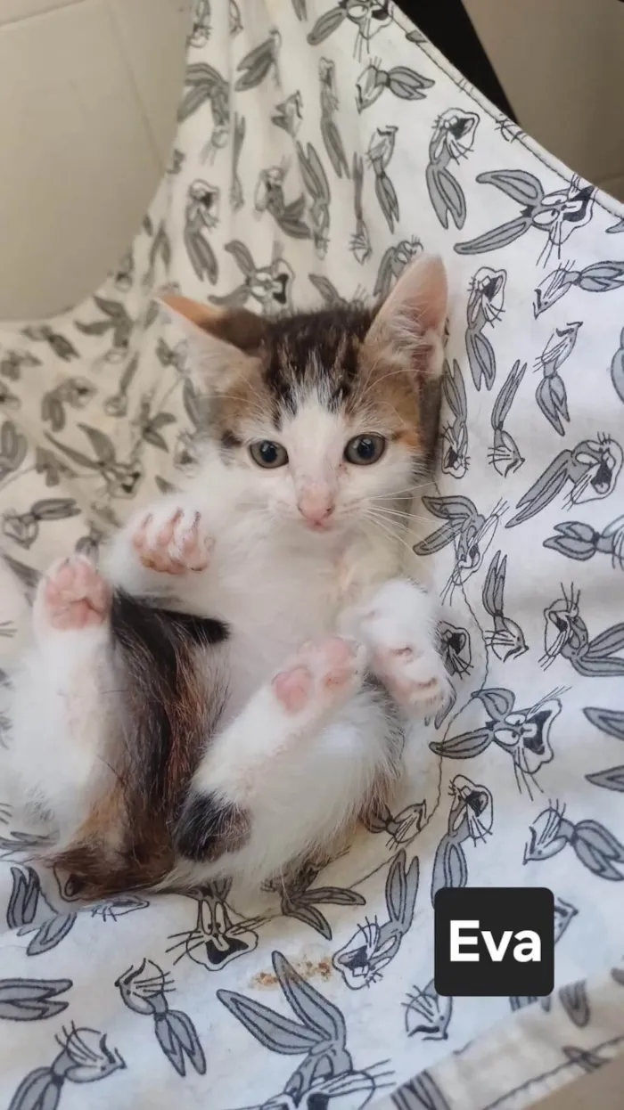 Gato ra a SRD-ViraLata idade Abaixo de 2 meses nome Eva