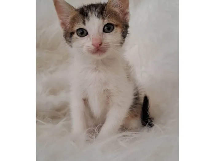 Gato ra a SRD-ViraLata idade Abaixo de 2 meses nome Eva