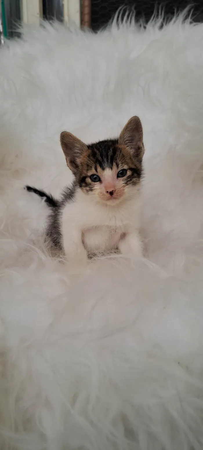 Gato ra a SRD-ViraLata idade Abaixo de 2 meses nome Guga