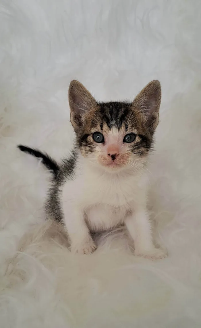 Gato ra a SRD-ViraLata idade Abaixo de 2 meses nome Guga