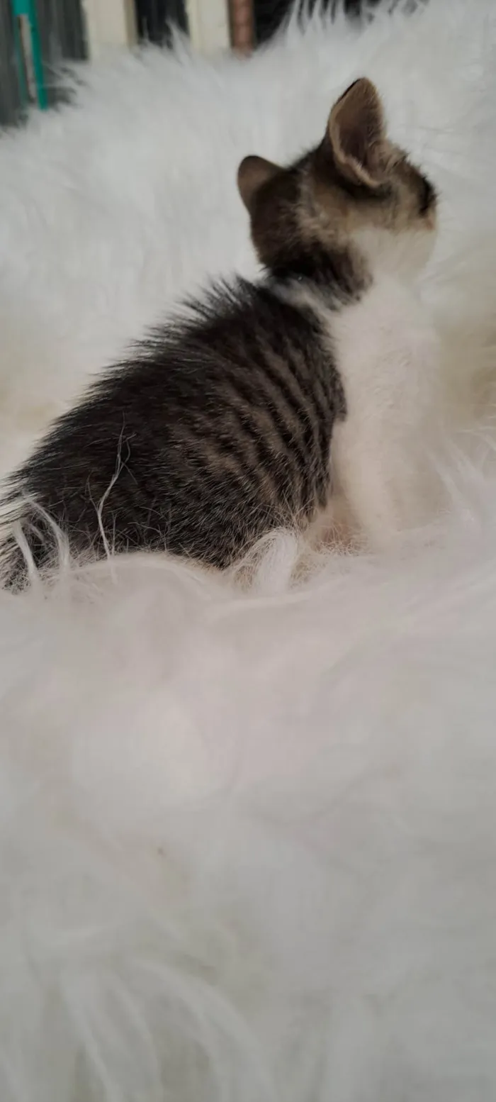 Gato ra a SRD-ViraLata idade Abaixo de 2 meses nome Guga