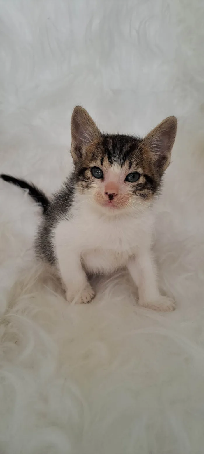 Gato ra a SRD-ViraLata idade Abaixo de 2 meses nome Guga