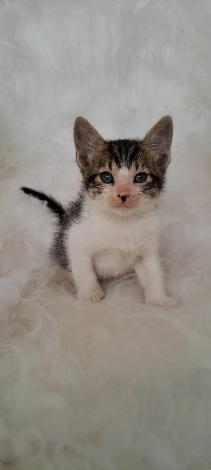 Gato ra a SRD-ViraLata idade Abaixo de 2 meses nome Guga