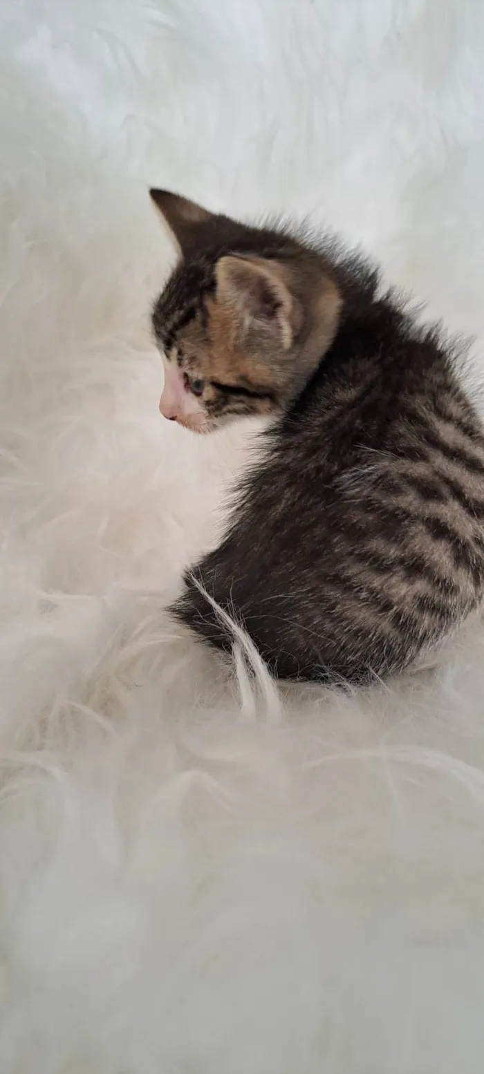 Gato ra a SRD-ViraLata idade Abaixo de 2 meses nome Guga