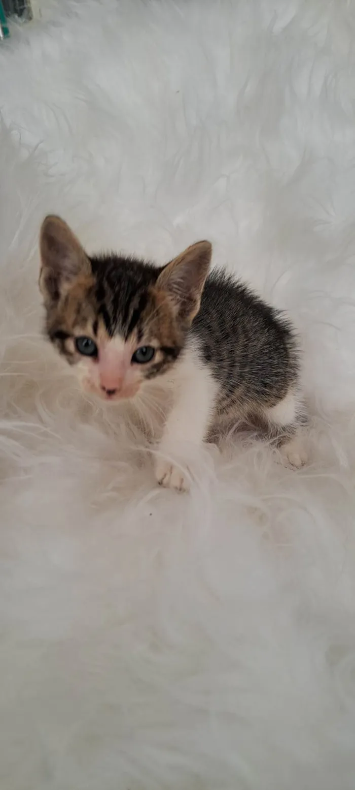 Gato ra a SRD-ViraLata idade Abaixo de 2 meses nome Guga