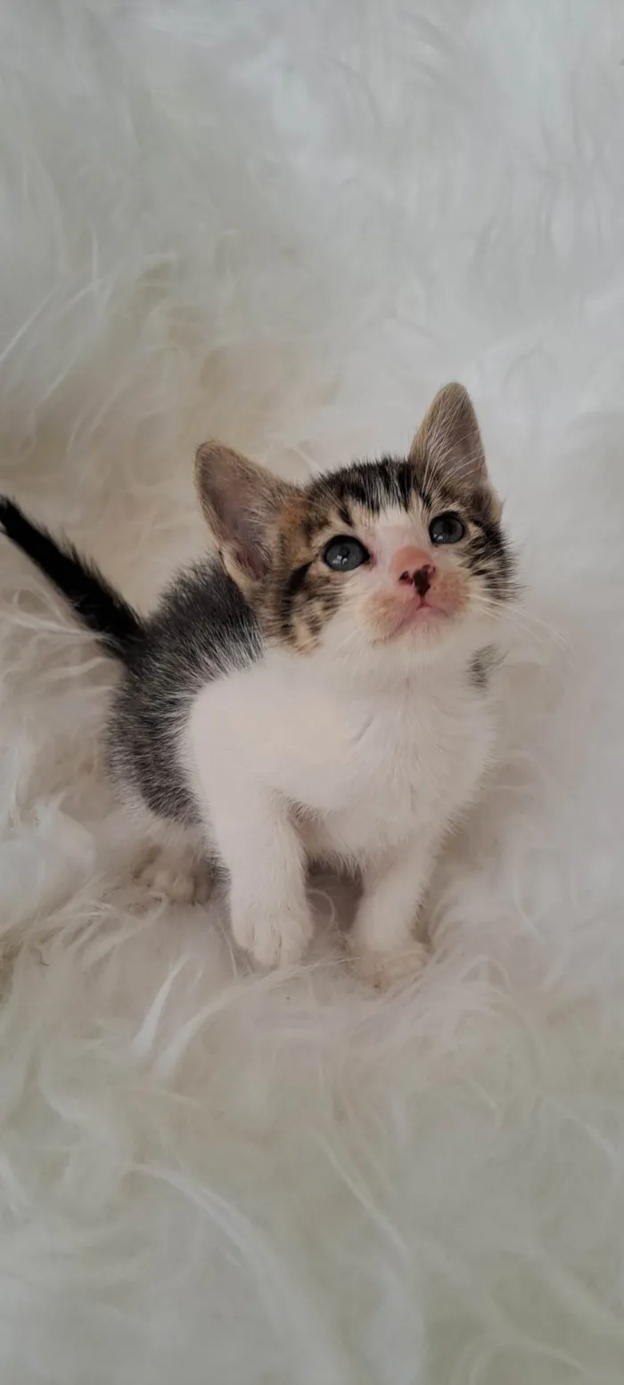 Gato ra a SRD-ViraLata idade Abaixo de 2 meses nome Guga