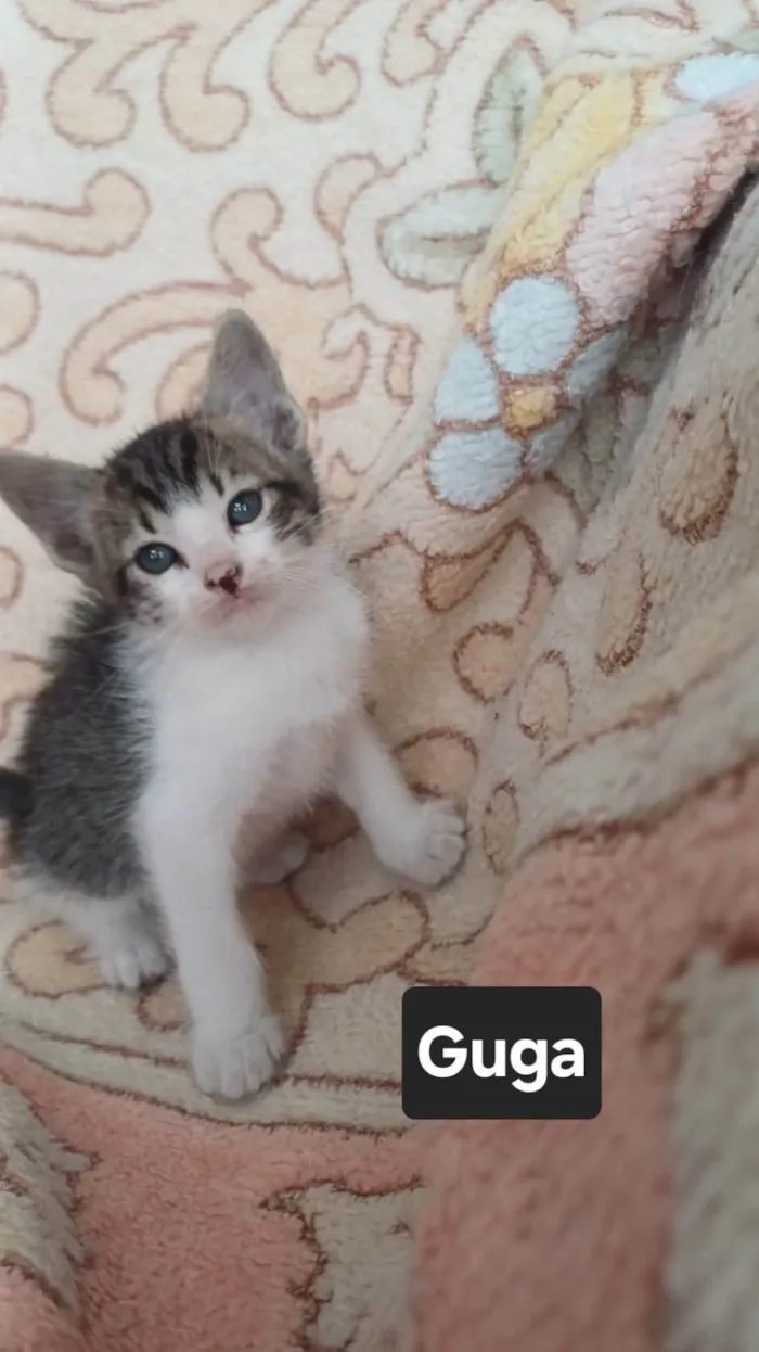 Gato ra a SRD-ViraLata idade Abaixo de 2 meses nome Guga