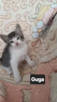 Guga