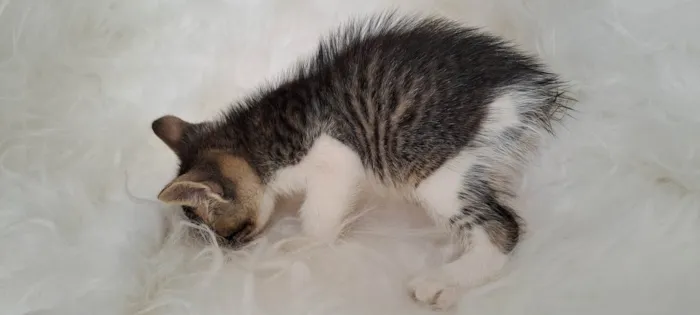 Gato ra a SRD-ViraLata idade Abaixo de 2 meses nome Guga