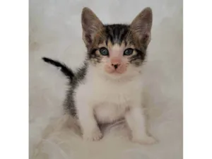 Gato raça SRD-ViraLata idade Abaixo de 2 meses nome Guga