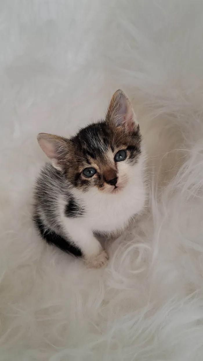Gato ra a SRD-ViraLata idade Abaixo de 2 meses nome Tony
