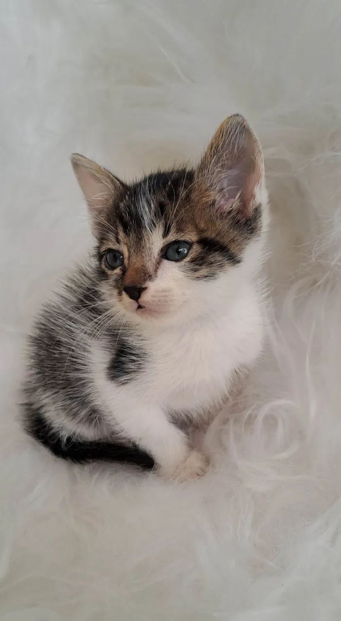 Gato ra a SRD-ViraLata idade Abaixo de 2 meses nome Tony