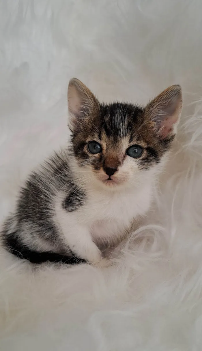 Gato ra a SRD-ViraLata idade Abaixo de 2 meses nome Tony