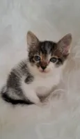 Tony