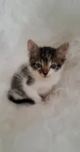 Tony