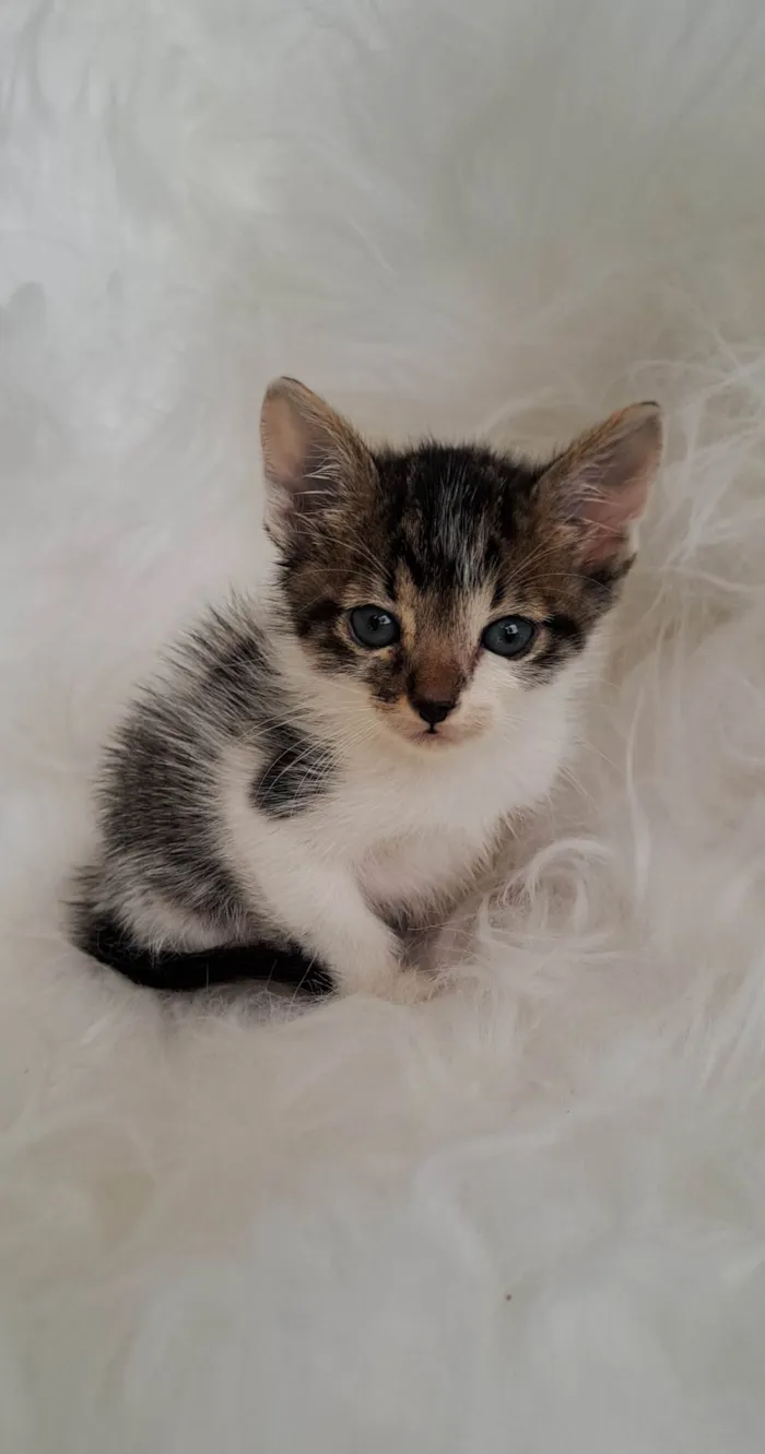 Gato ra a SRD-ViraLata idade Abaixo de 2 meses nome Tony