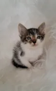 Tony