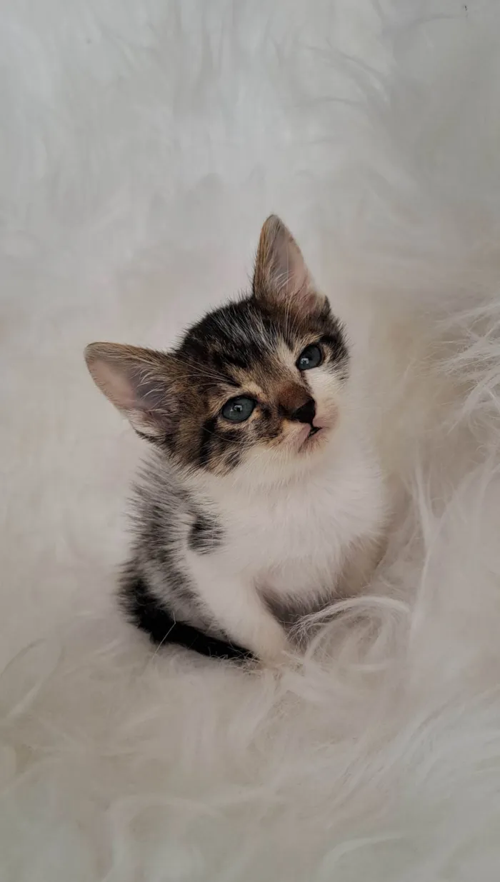 Gato ra a SRD-ViraLata idade Abaixo de 2 meses nome Tony