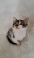 Tony