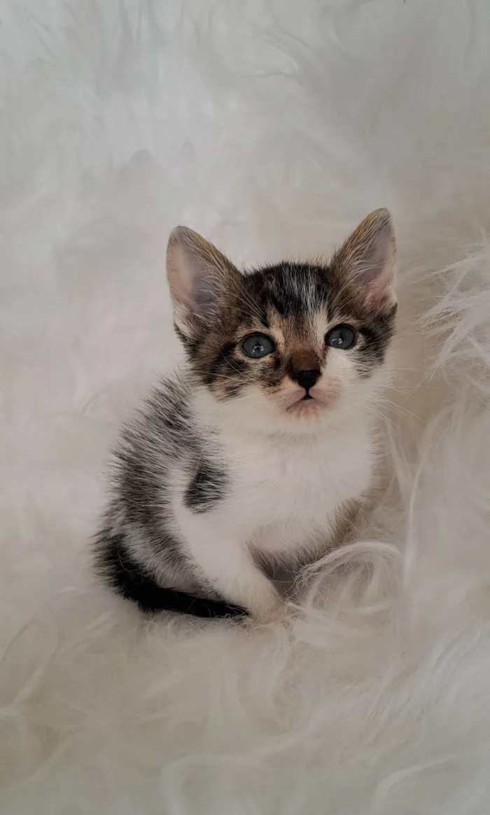 Gato ra a SRD-ViraLata idade Abaixo de 2 meses nome Tony