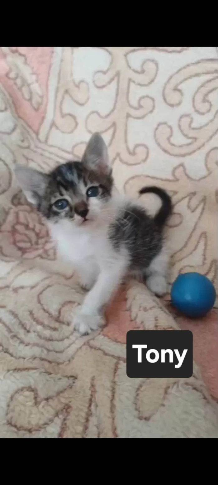 Gato ra a SRD-ViraLata idade Abaixo de 2 meses nome Tony