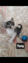 Tony