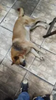 Cabeção