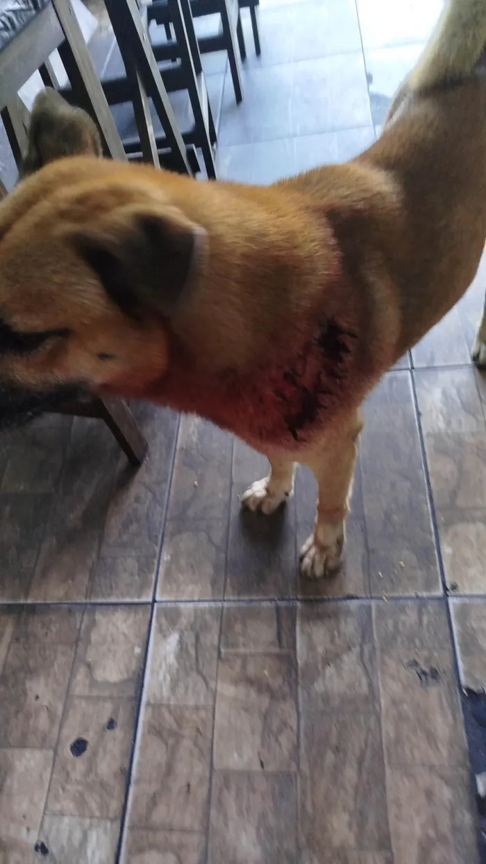 Cachorro ra a SRD-ViraLata idade 2 anos nome Cabeção 