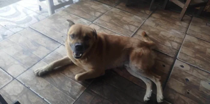 Cachorro ra a SRD-ViraLata idade 2 anos nome Cabeção 