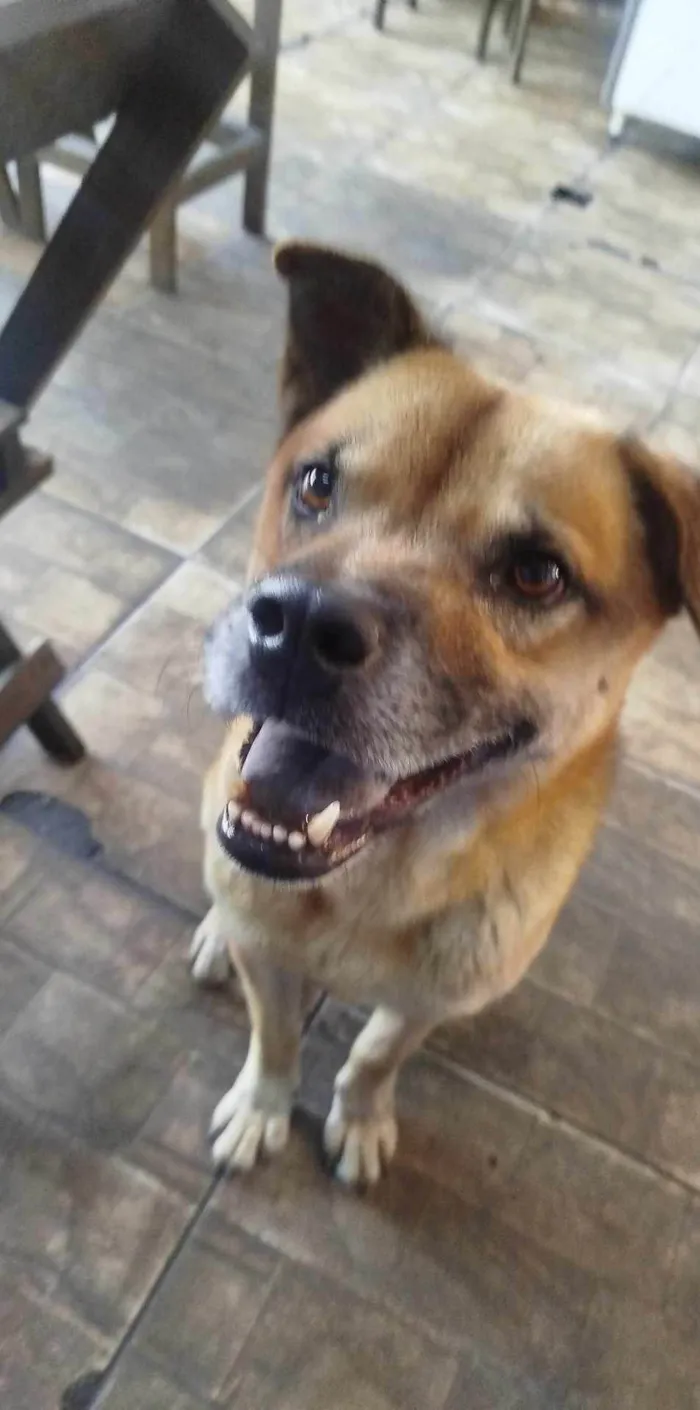 Cachorro ra a SRD-ViraLata idade 2 anos nome Cabeção 