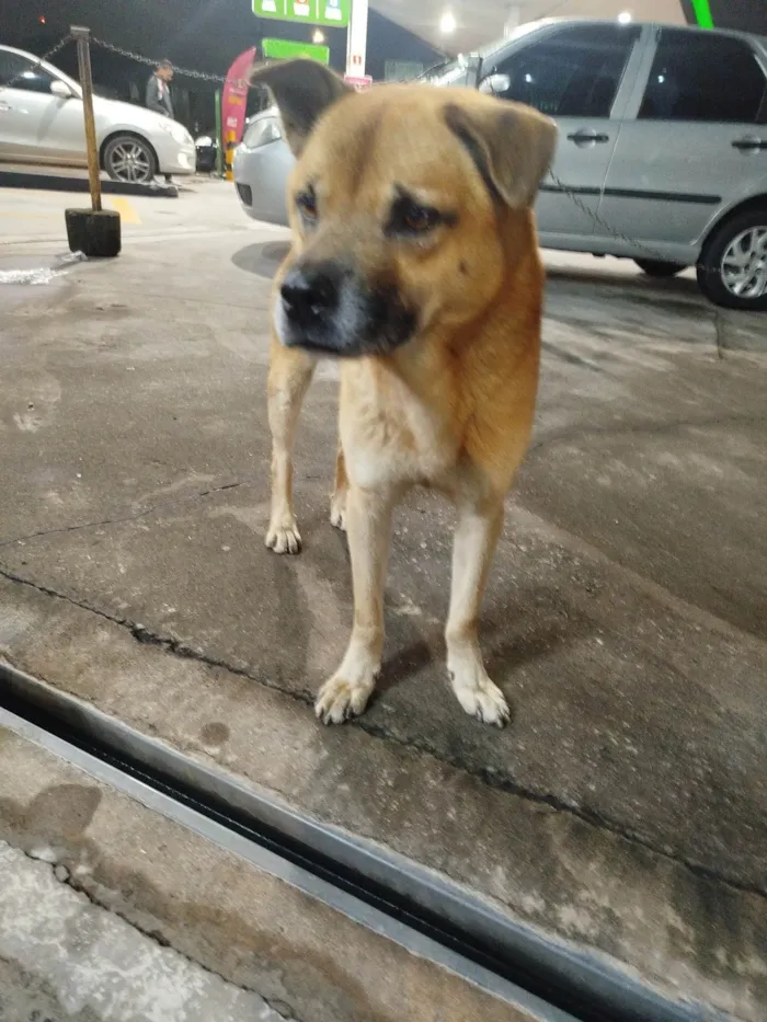 Cachorro ra a SRD-ViraLata idade 2 anos nome Cabeção 