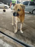 Cabeção